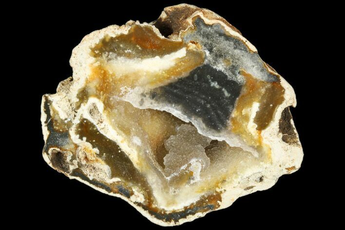 Agatized Fossil Coral Geode - Florida #187969